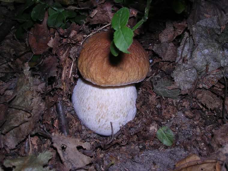 B. edulis - 03 settembre 2005 - 01