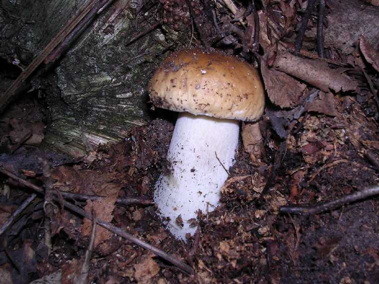 B. edulis - 03 settembre 2005 - 02