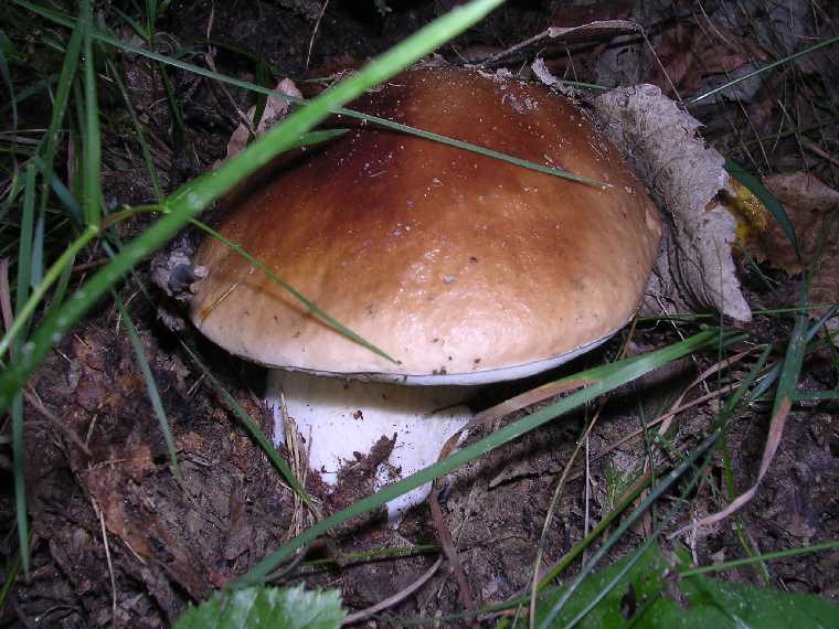 B. edulis - 03 settembre 2005 - 03