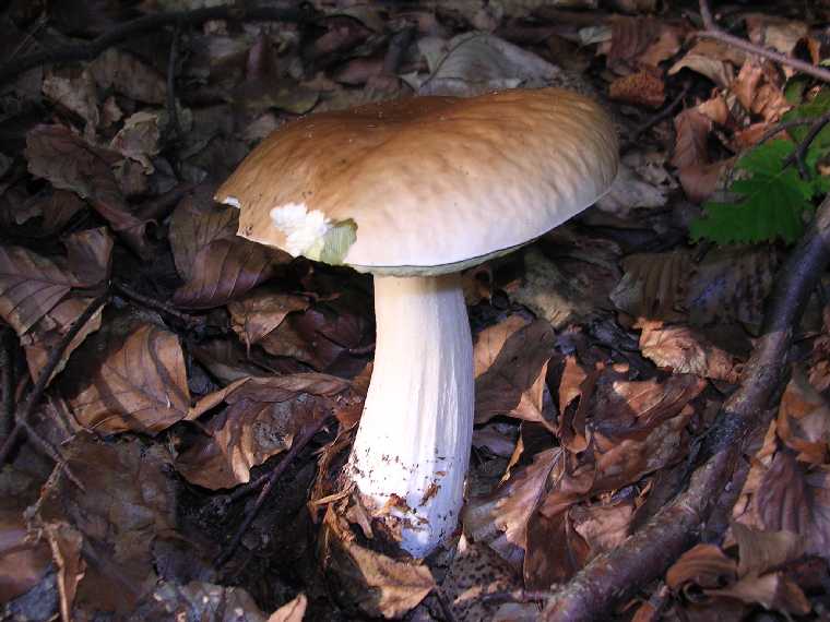 B. edulis - 03 settembre 2005 - 05