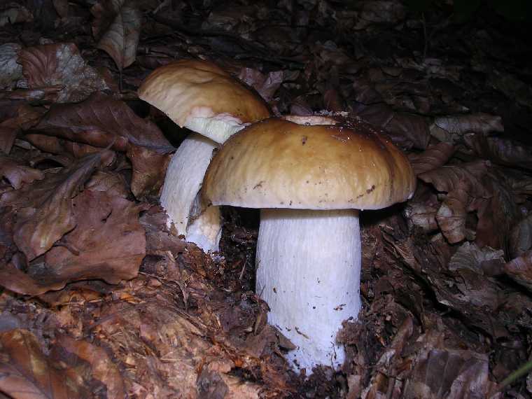 B. edulis - 03 settembre 2005 - 06