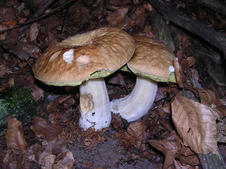 B. edulis - 03 settembre 2005 - 07