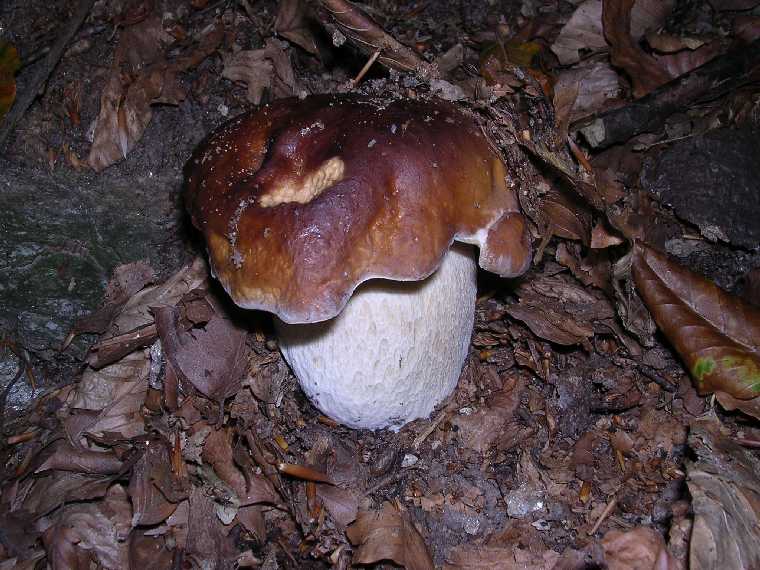 B. edulis - 03 settembre 2005 - 08