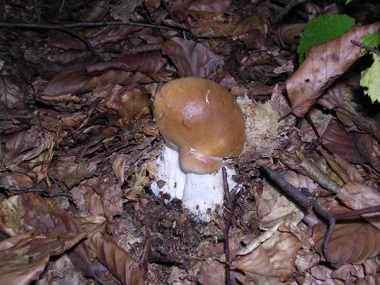 B. edulis - 03 settembre 2005 - 10