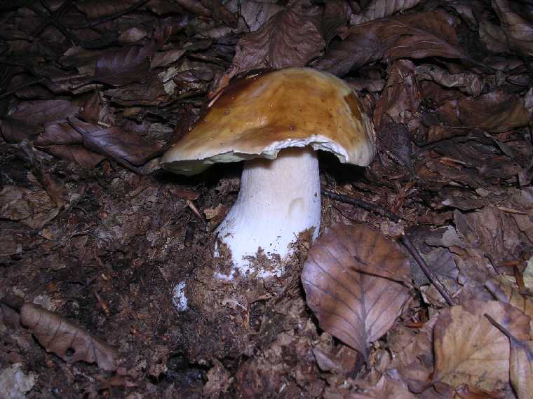 B. edulis - 03 settembre 2005 - 11