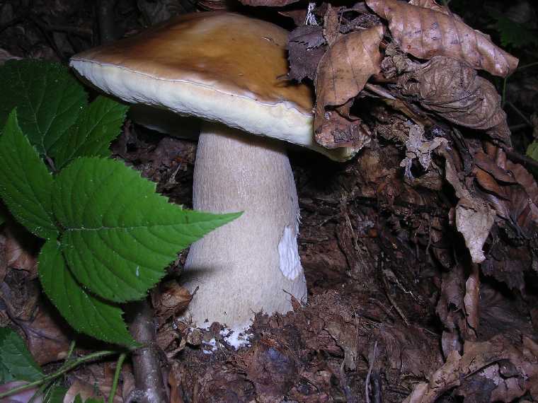 B. edulis - 03 settembre 2005 - 12