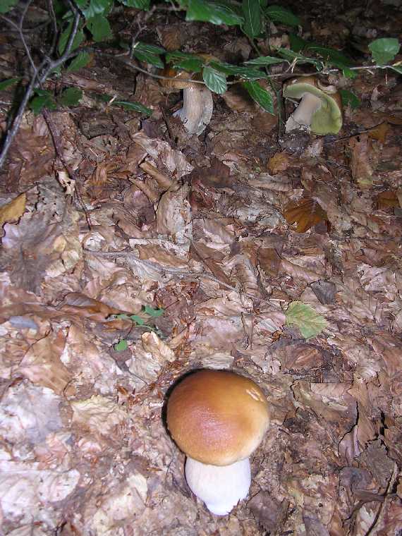 B. edulis - 03 settembre 2005 - 13