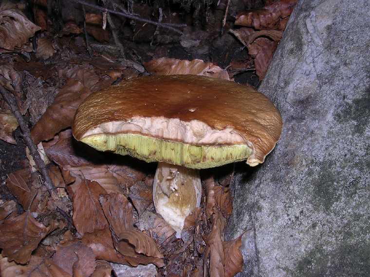 B. edulis - 03 settembre 2005 - 17