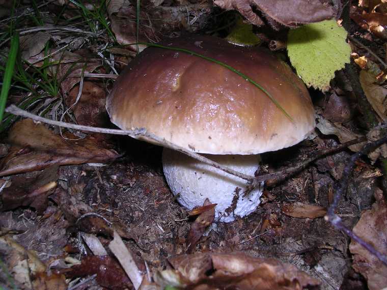 B. edulis - 03 settembre 2005 - 20