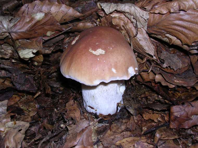 B. edulis - 03 settembre 2005 - 25