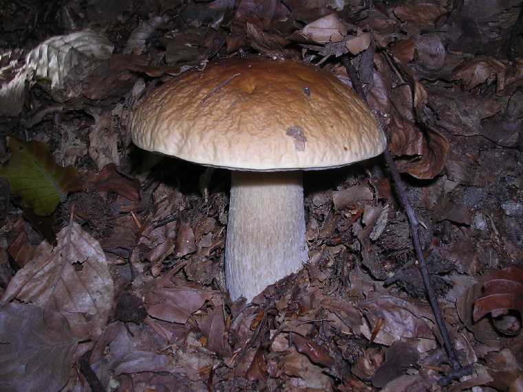 B. edulis - 03 settembre 2005 - 33