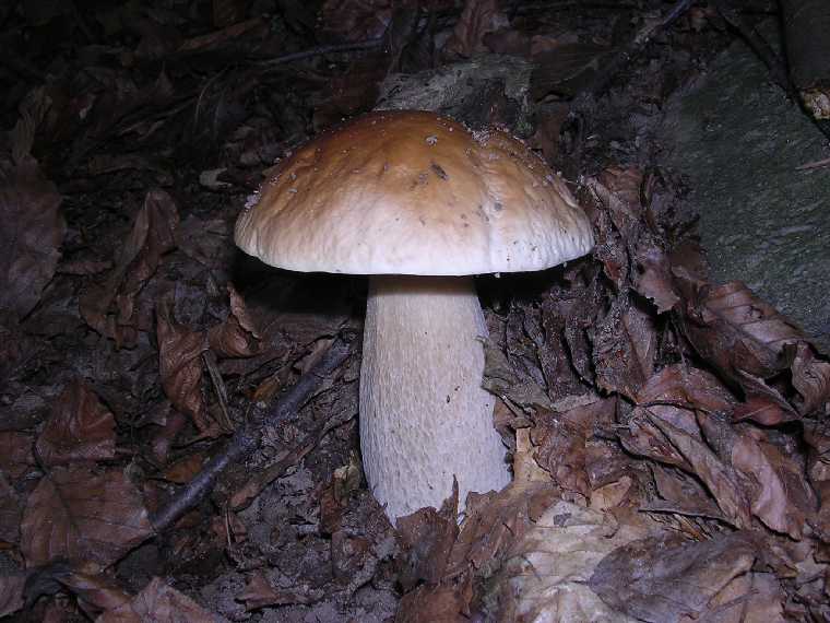 B. edulis - 03 settembre 2005 - 34