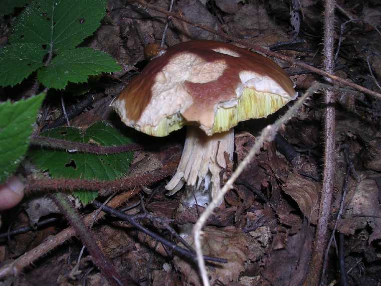 B. edulis - 03 settembre 2005 - 35