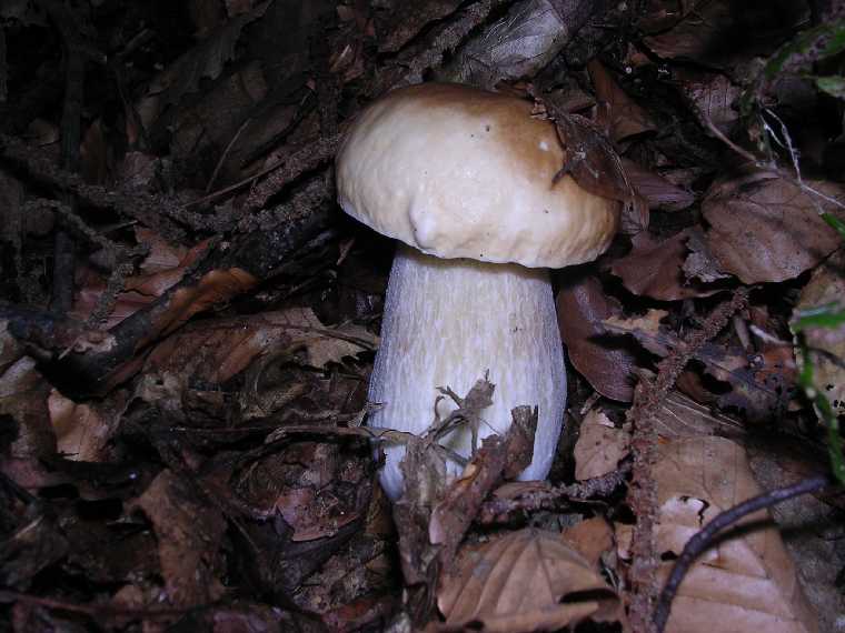 B. edulis - 15 settembre 2005 - 01