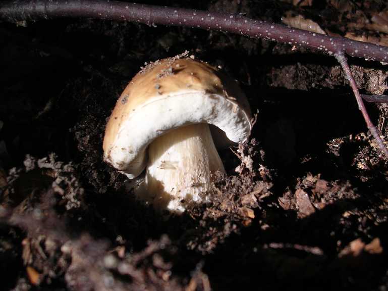 B. edulis - 15 settembre 2005 - 03