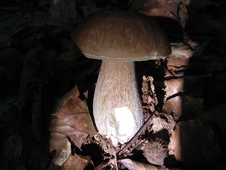 B. edulis - 15 settembre 2005 - 04