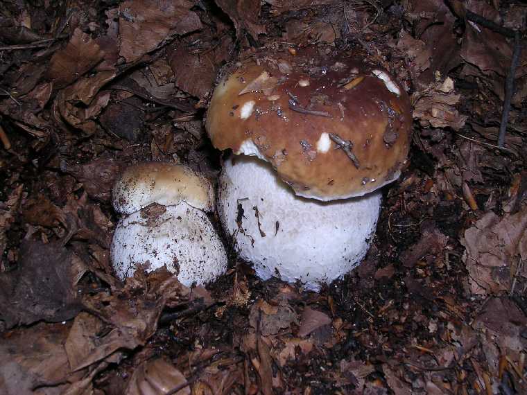B. edulis - 15 settembre 2005 - 11
