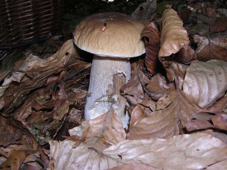B. edulis - 15 settembre 2005 - 13