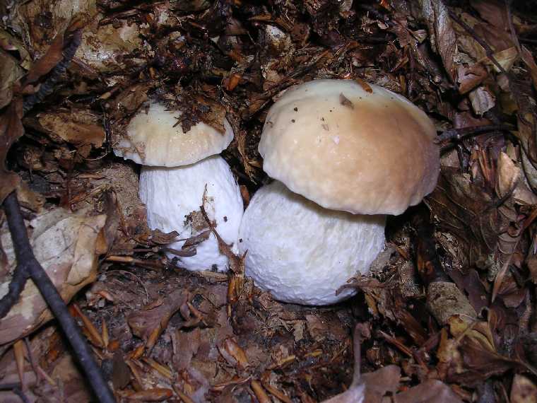 B. edulis - 15 settembre 2005 - 15