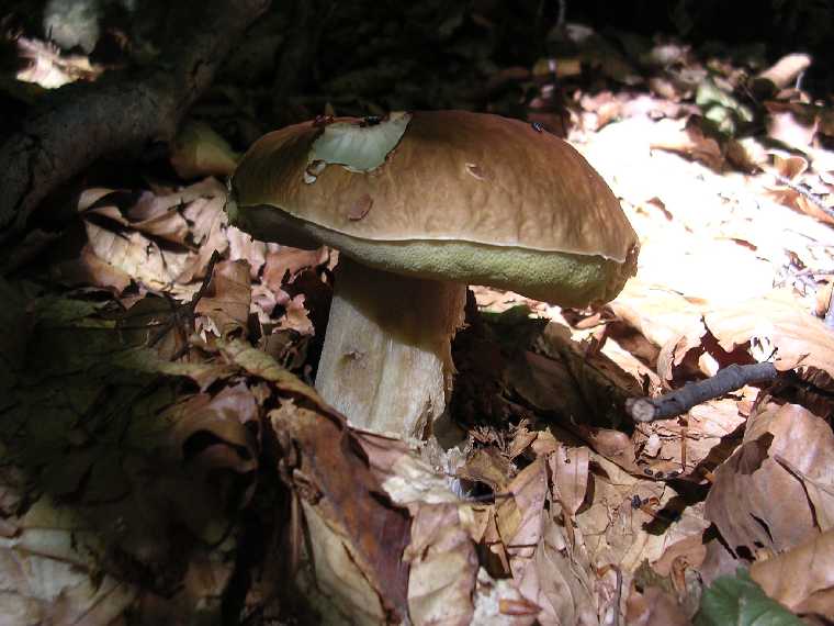 B. edulis - 15 settembre 2005 - 16