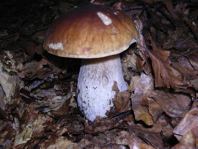 B. edulis - 15 settembre 2005 - 17
