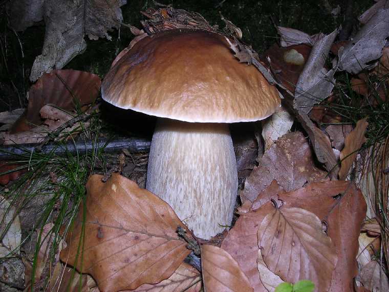 B. edulis - 29 settembre 2005 - 01