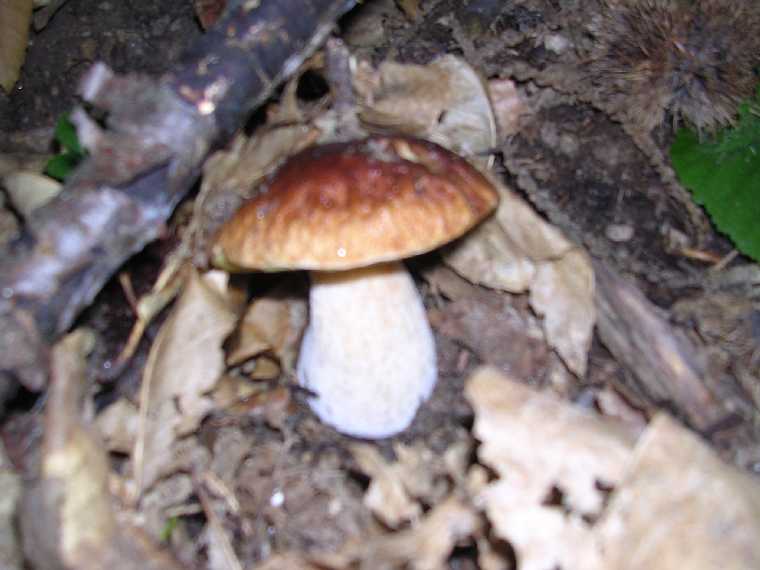 B. edulis - 29 settembre 2005 - 06