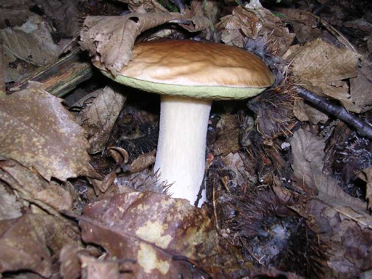 B. edulis - 29 settembre 2005 - 08