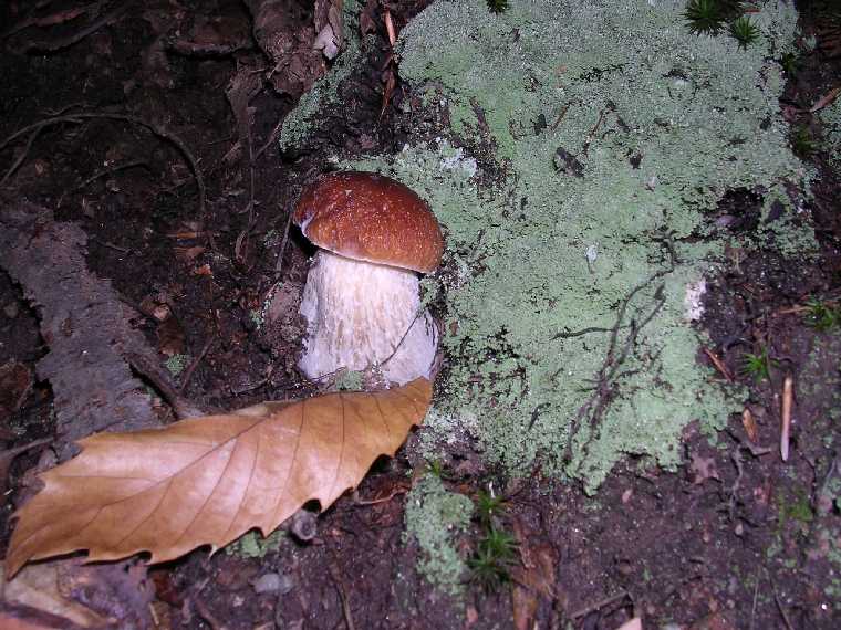 B. edulis - 29 settembre 2005 - 14