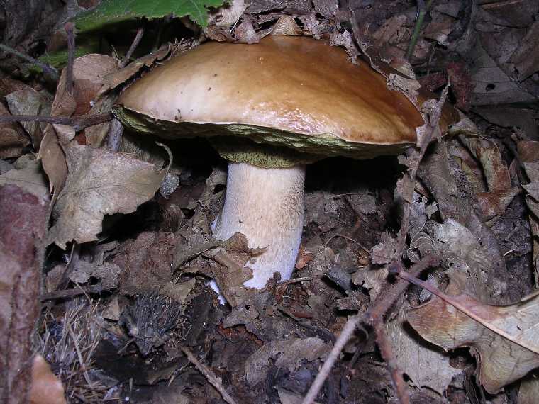 B. edulis - 29 settembre 2005 - 15