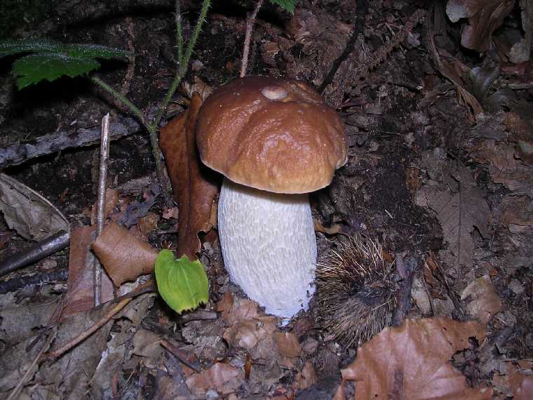 B. edulis - 29 settembre 2005 - 17