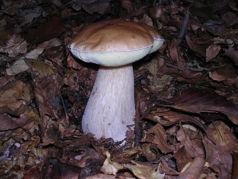 B. edulis - 29 settembre 2005 - 19