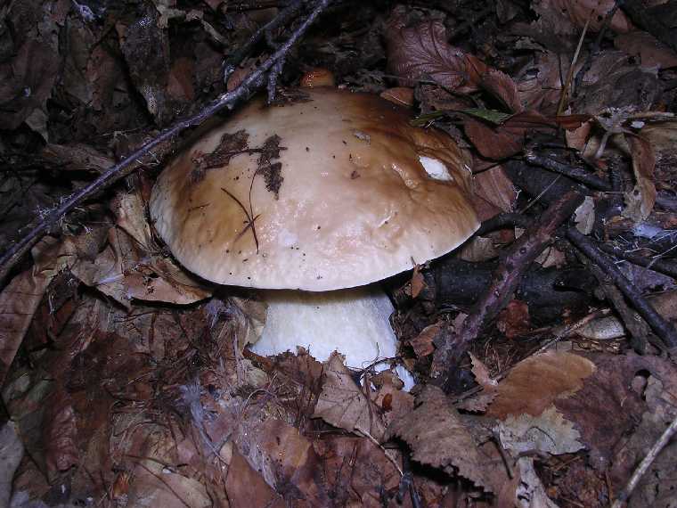 B. edulis - 29 settembre 2005 - 20