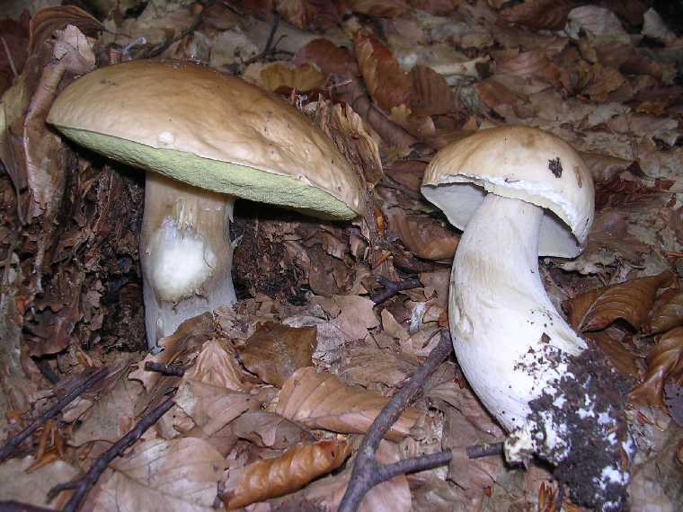 B. edulis - 29 settembre 2005 - 29