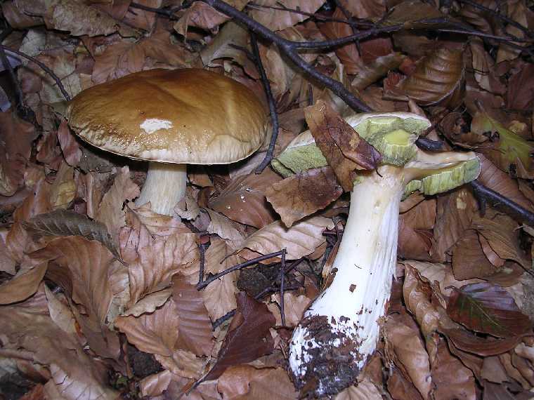 B. edulis - 29 settembre 2005 - 30