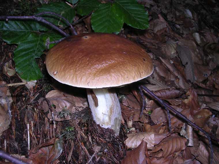 B. edulis - 29 settembre 2005 - 32