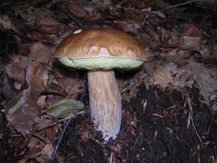 B. edulis - 29 settembre 2005 - 33