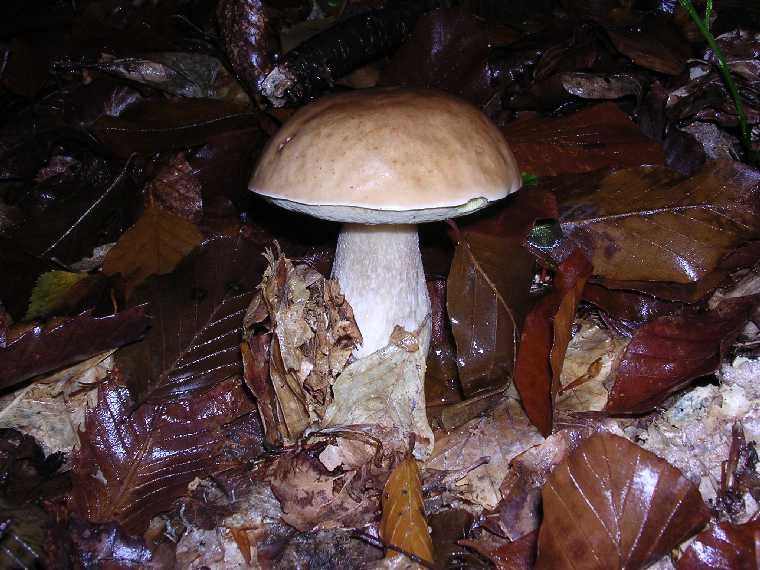 B. edulis - 08 ottobre 2005 - 01