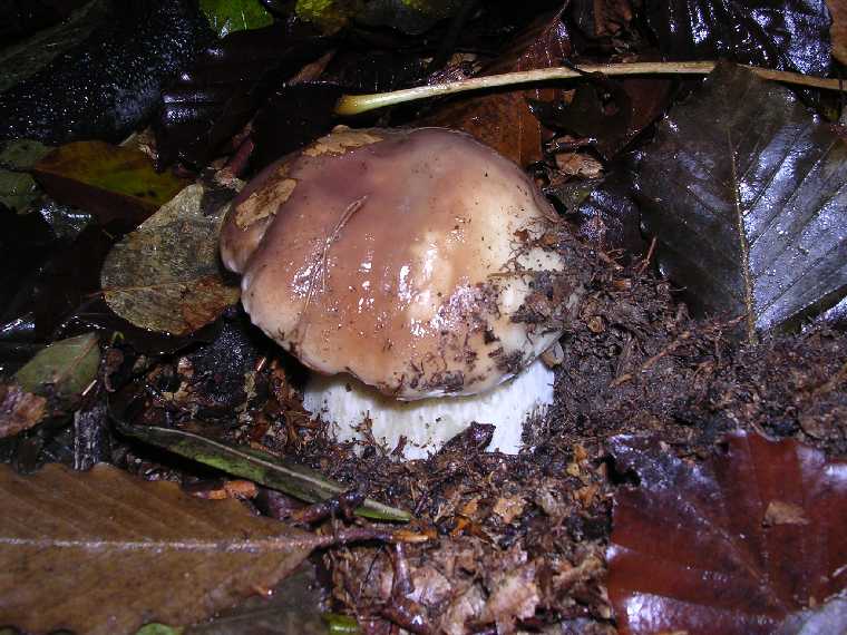 B. edulis - 08 ottobre 2005 - 02