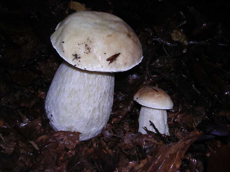 B. edulis - 08 ottobre 2005 - 03