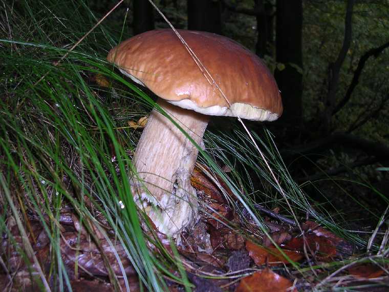 B. edulis - 08 ottobre 2005 - 04