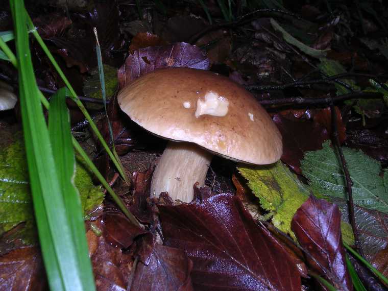 B. edulis - 08 ottobre 2005 - 05