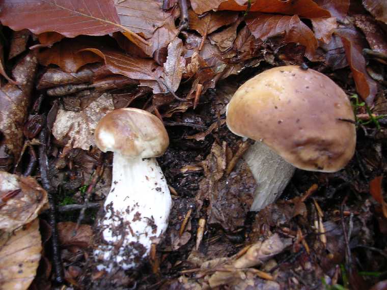 B. edulis - 08 ottobre 2005 - 07