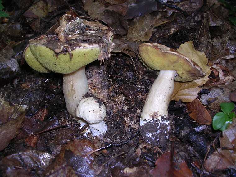B. edulis - 08 ottobre 2005 - 08
