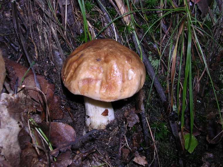 B. edulis - 08 ottobre 2005 - 09