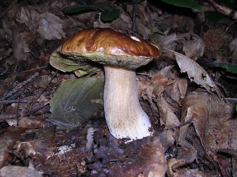 B. edulis - 15 ottobre 2005 - 01