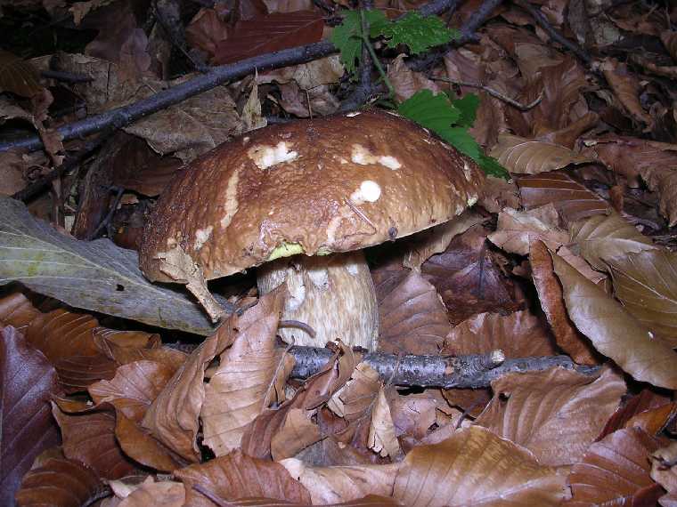 B. edulis - 15 ottobre 2005 - 02