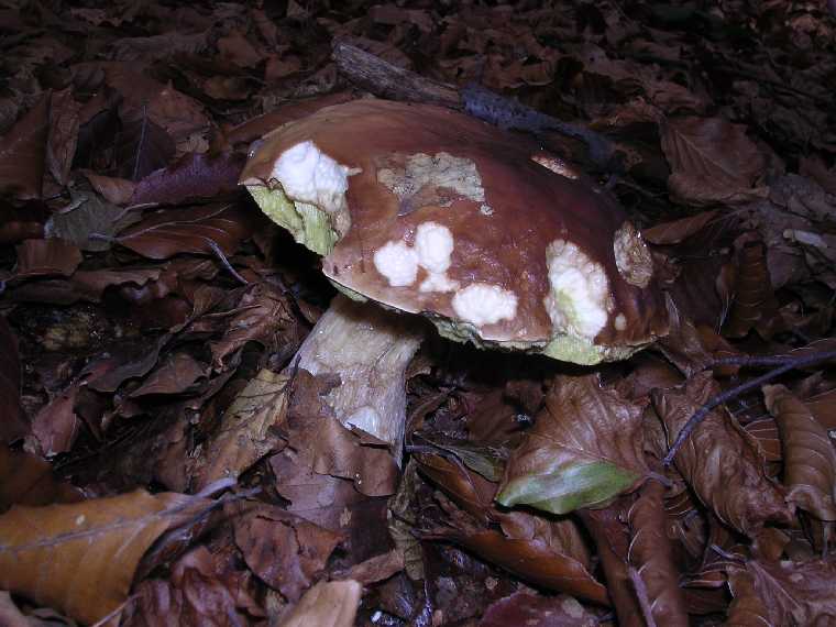 B. edulis - 15 ottobre 2005 - 03