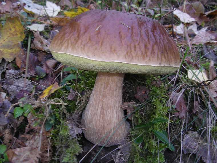 B. edulis - 15 ottobre 2005 - 05
