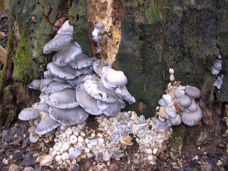 P. ostreatus - 25 Febbraio 2006 - 01